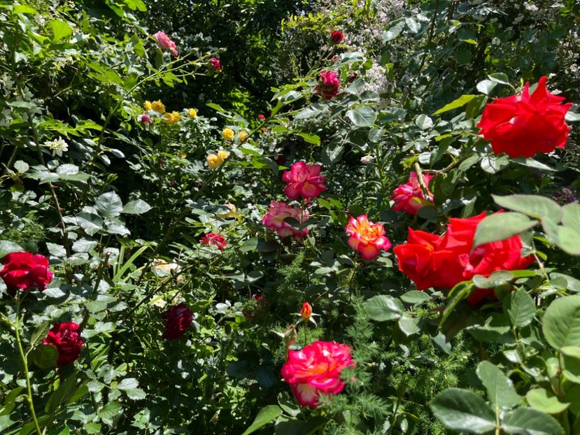 529CFF36-9848-4E12-BC6E-FC3C656C57D6 - Trandafiri 2022 2