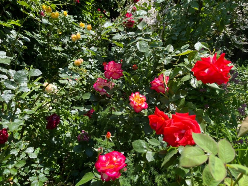 E269BE2E-CB28-4DBC-80D6-E1CDBEF98128 - Trandafiri 2022 2