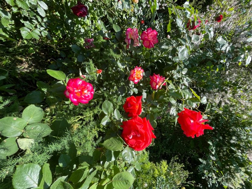 D6476EB7-4129-4ADE-8B5E-6E2B90F9CF9D - Trandafiri 2022 2