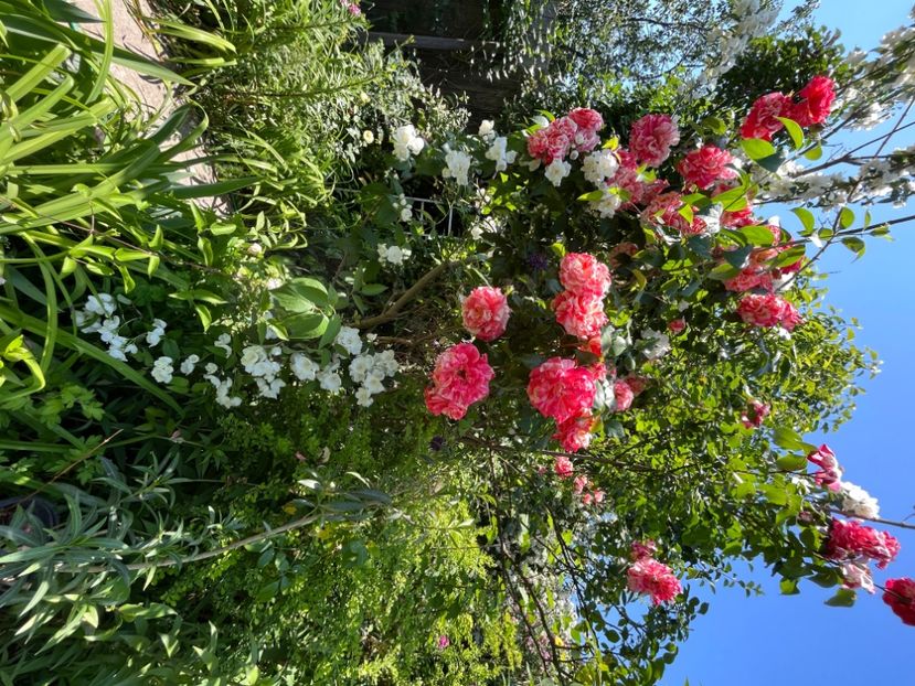 73429363-0149-42FE-9B6C-97BC0BB3E4C0 - Trandafiri 2022 2