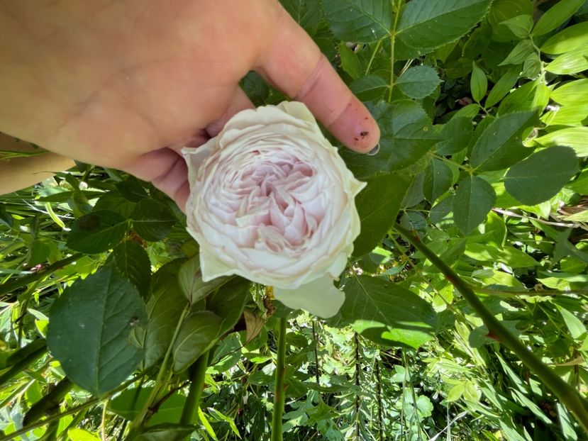 34849884-9B56-49F1-9D50-7143FBA32D17 - Trandafiri 2022 2