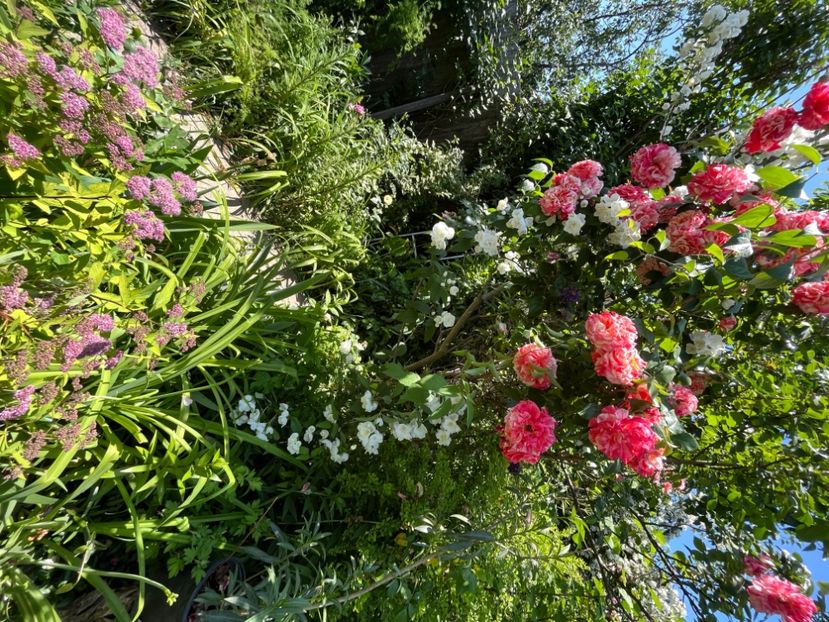 4E2DA28E-FEB4-49CC-9638-9421E63BE909 - Trandafiri 2022 2