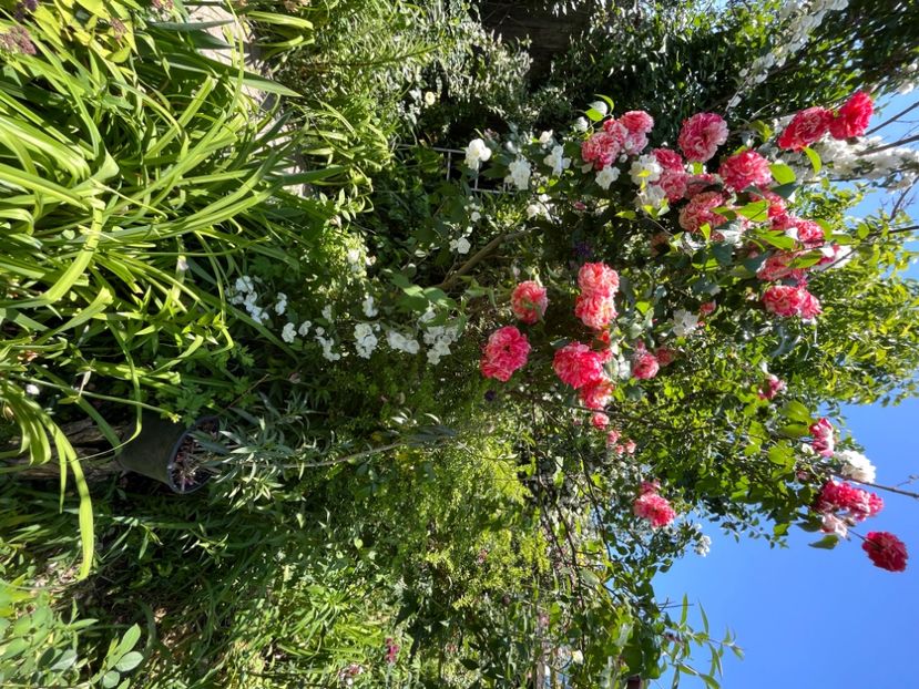 4F77710E-860D-450B-8B35-0FD60F998C57 - Trandafiri 2022 2