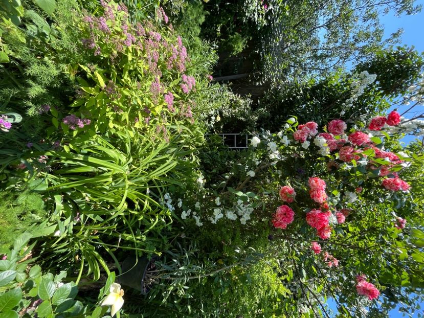 C5D0776A-67AE-4027-A439-FA7100E1DCCB - Trandafiri 2022 2