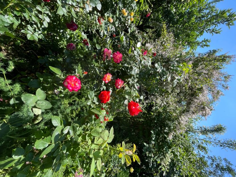 56F14D7F-B926-4792-99B9-9DAE55C789B3 - Trandafiri 2022 2