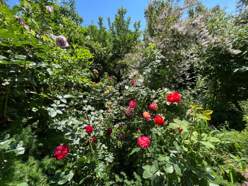 A4443788-9BF8-42DE-A765-42310B11E5B5 - Trandafiri 2022 2