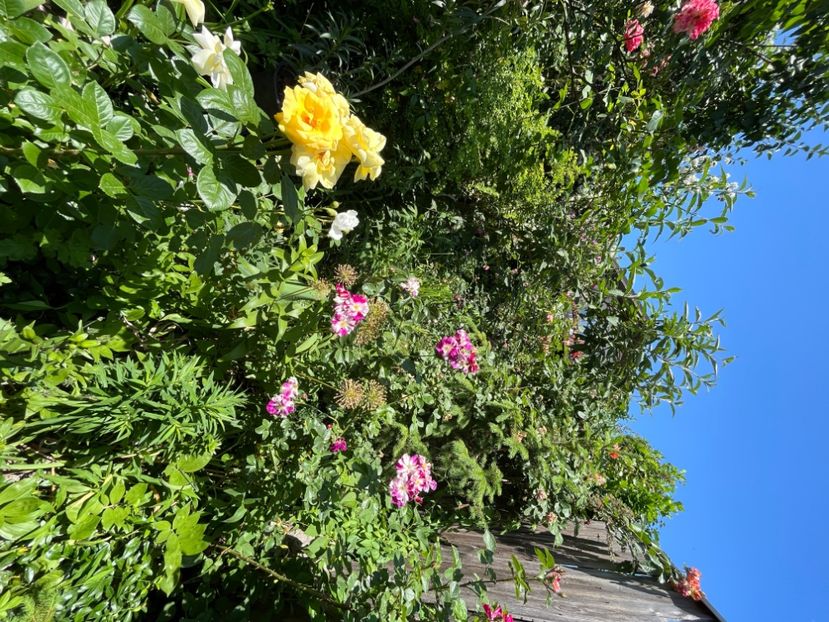 9CD5EF1D-1C67-426D-BF8B-1C26227D4E90 - Trandafiri 2022 2