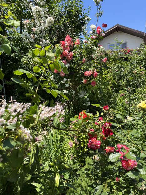 6F087C08-6C94-4BD4-B8AB-9BF2790FBA24 - Trandafiri 2022 2