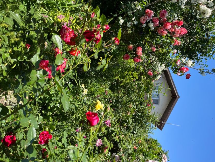 420C1555-5FB3-448B-B27D-4192CE89ABBA - Trandafiri 2022 2