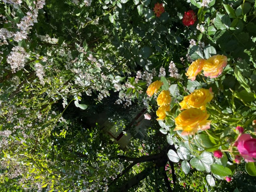 E3AA7ED9-808D-4925-8CB3-050CE760BBFD - Trandafiri 2022 2