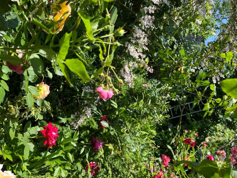 CD5D5599-D043-4620-A009-651942E70547 - Trandafiri 2022 2