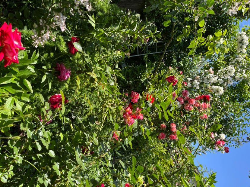 DC42A6BC-E9DD-48A9-9511-4F89BEE49F47 - Trandafiri 2022 2