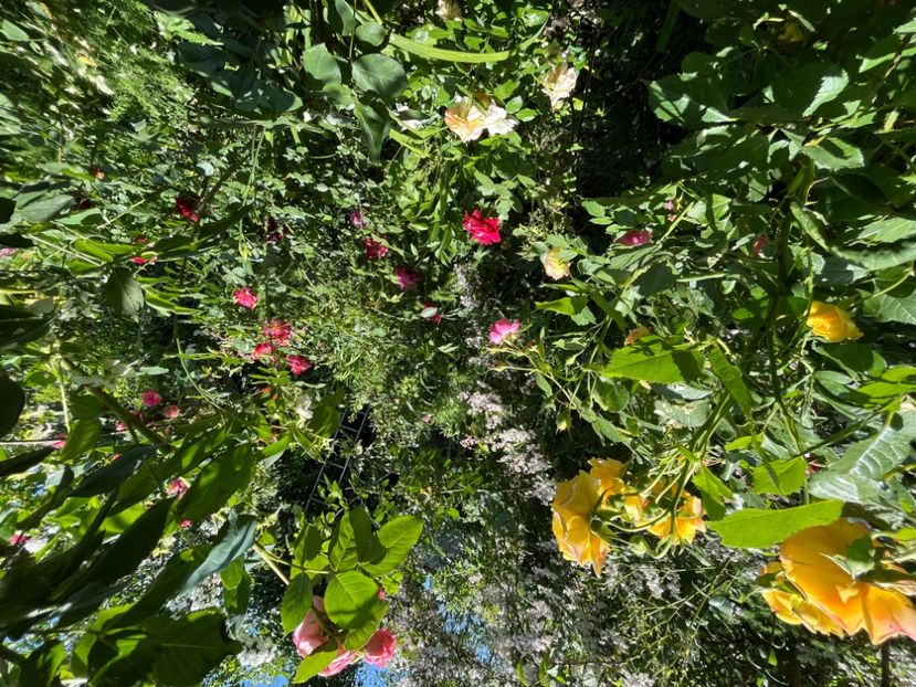 FFF8BDE1-A0B8-4B6A-B182-B672AB3F84CB - Trandafiri 2022 2