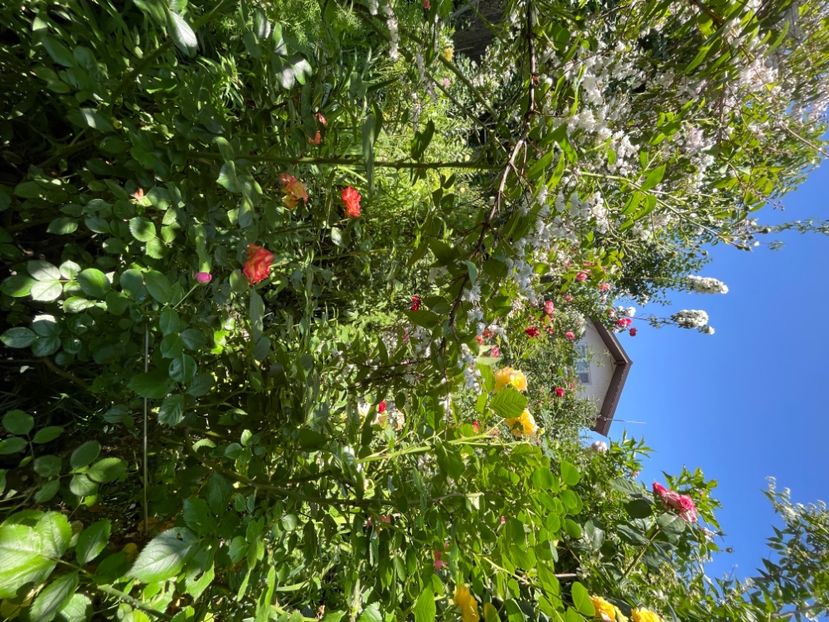 335BF6CD-F836-48F8-B06B-A4431F7C3385 - Trandafiri 2022 2