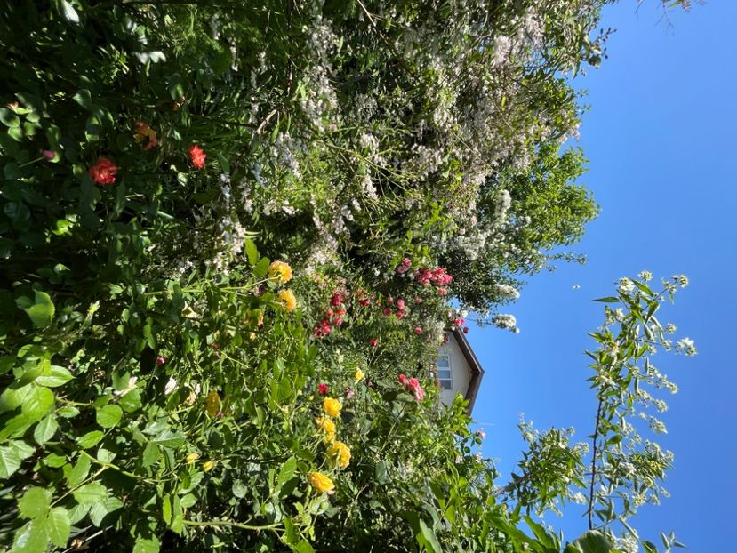 F7CA1176-CF36-4716-8C83-0916F959286C - Trandafiri 2022 2