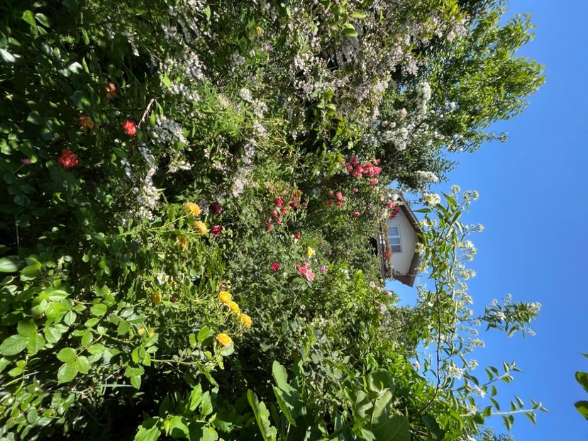 BDC14CB0-3688-455E-8D05-21E110D71B35 - Trandafiri 2022 2