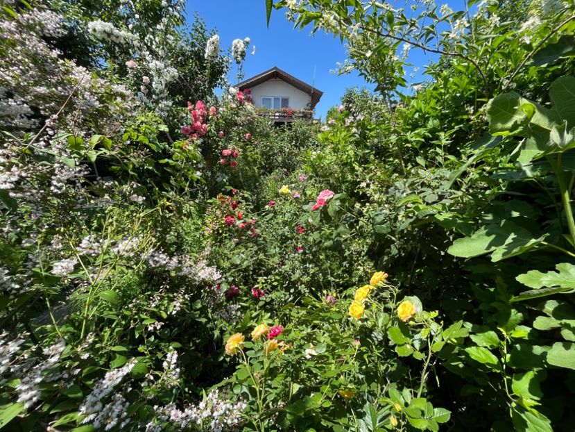 85BE1D84-4CC6-40CF-B3C5-AFBC3A5C406B - Trandafiri 2022 2