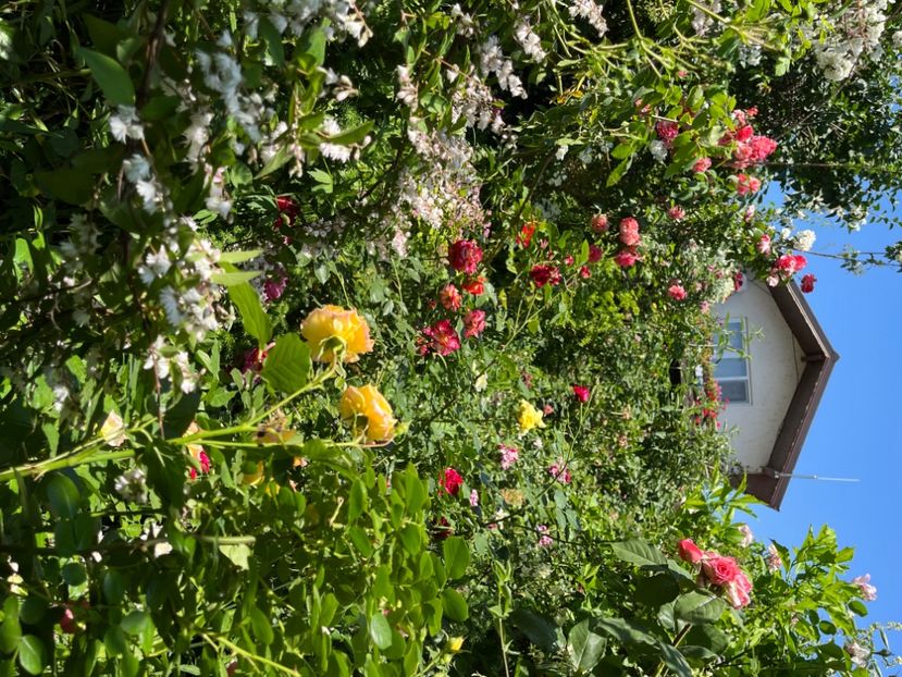 247F973E-4FE9-4175-BD71-BC32F37C0309 - Trandafiri 2022 2