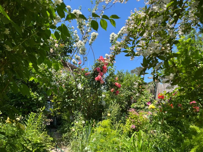 BEC41C6B-2C86-4DDB-AA2F-8FF37D0AFD15 - Trandafiri 2022 2