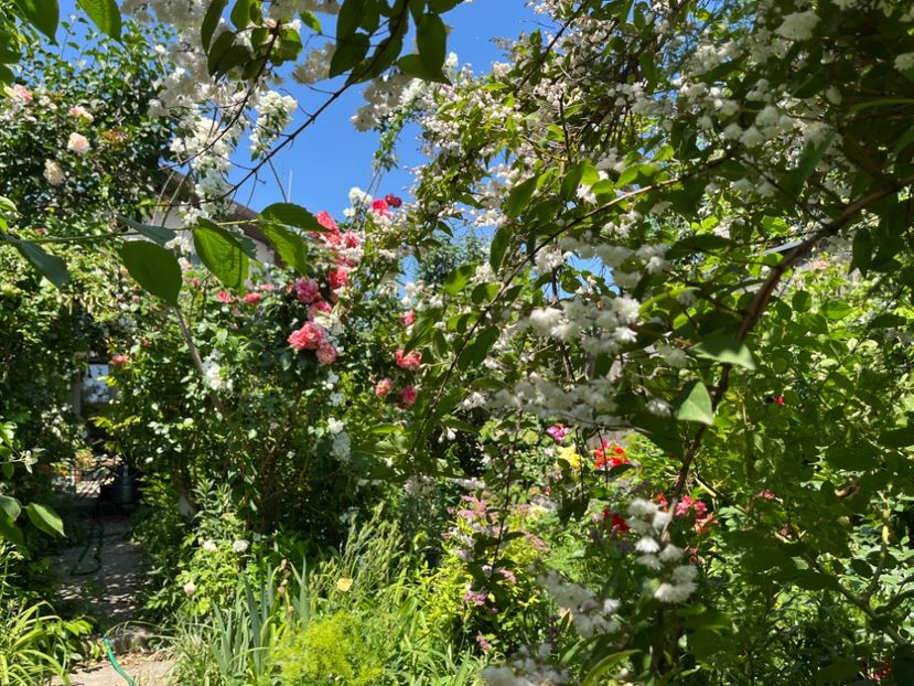 5475710A-BD5D-4505-A2F4-271754FAF2C3 - Trandafiri 2022 2