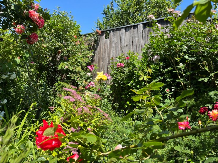 F9A00339-023A-4A1B-9DED-94E051F43DF2 - Trandafiri 2022 2