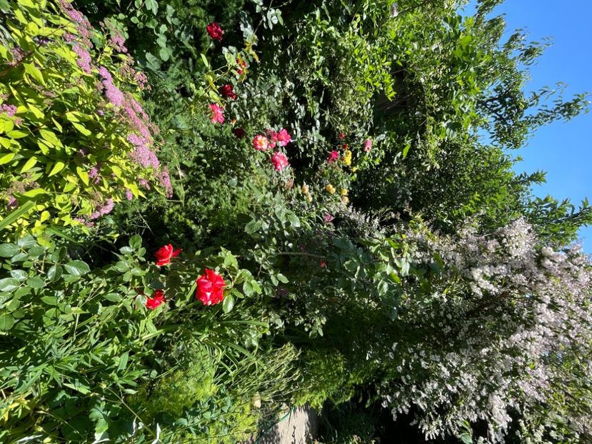 DF681B88-C7D9-4B46-8246-DB32ADC6F317 - Trandafiri 2022 2