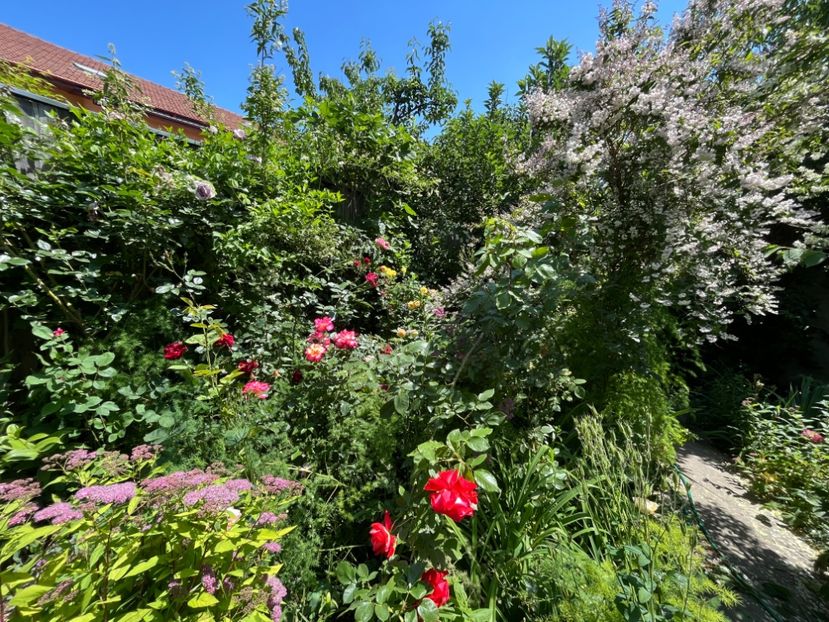 AD2881AB-49B1-4CF6-A3B6-6F7BBFC11135 - Trandafiri 2022 2