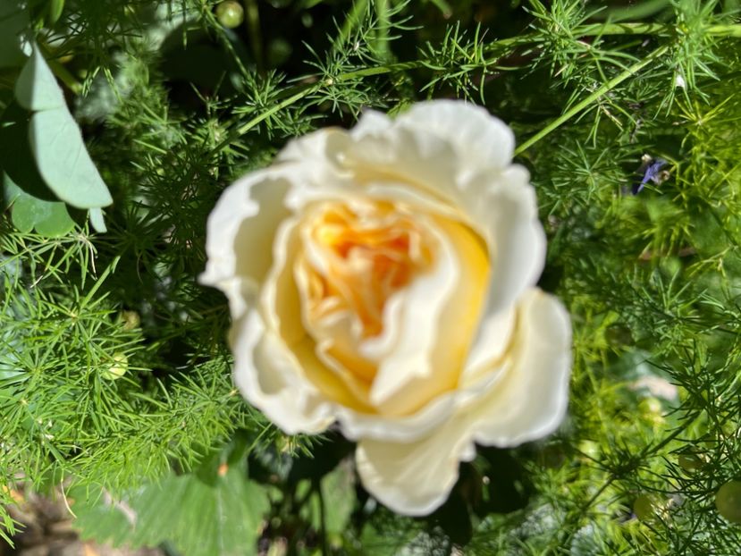 7B2952D4-40FB-4D0A-A899-FA626803B889 - Trandafiri 2022 2