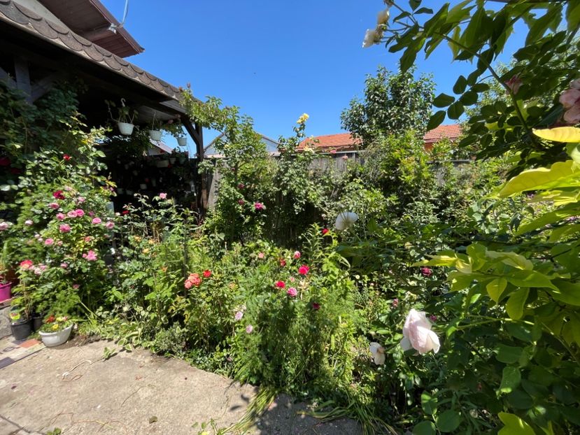 0FE192AC-D09D-4A87-A96D-FE5763953145 - Trandafiri 2022 2