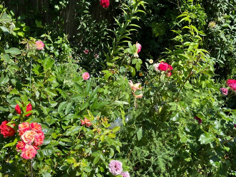 CF8BD3B2-1A9C-44C8-BFB3-F6025D70F6B7 - Trandafiri 2022 2