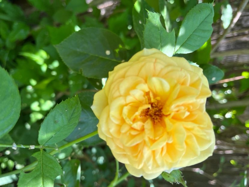 41531979-8D1A-40D2-99A4-879CDC664A2D - Trandafiri 2022 2