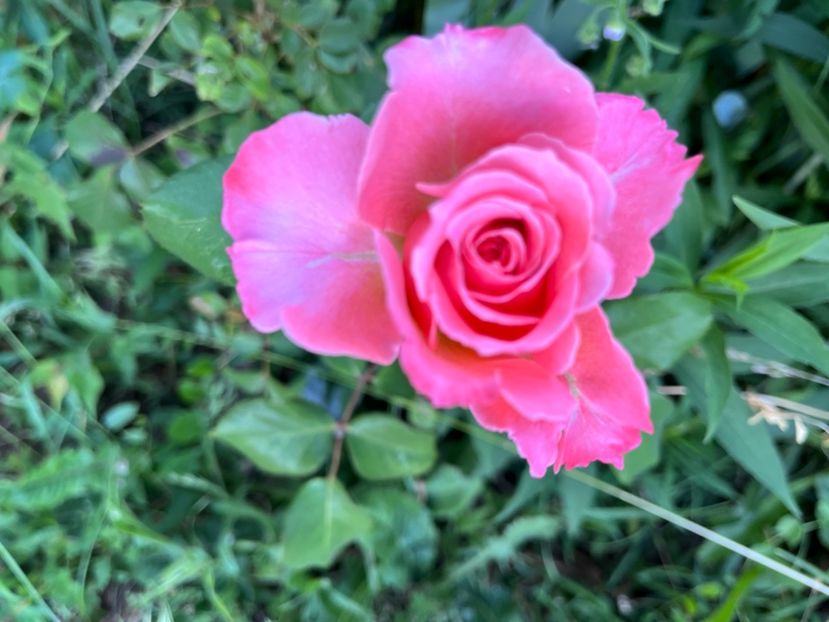 637638CA-7B55-4F56-B19D-52E3BB2C55FD - Trandafiri 2022 2