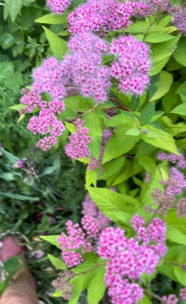 4E7992EE-3B0F-4172-B07C-72A9D80DF49F - Arbuști 2021-2023