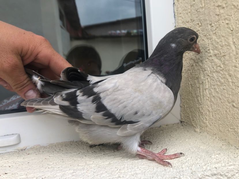 409/22 - 5- lot zbor 2022