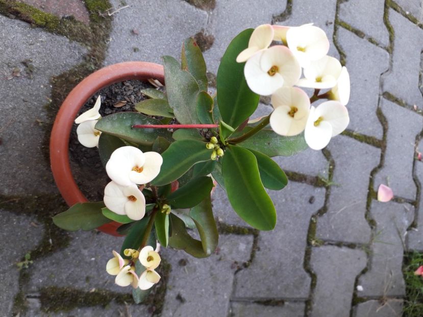 20220613_134201[1] - euphorbia milli