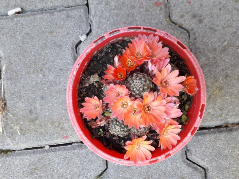 20220613_134747[1] - rebutia pygmea 2019