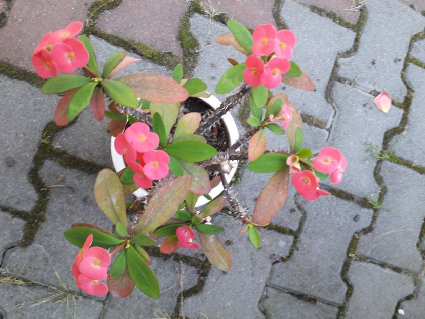 20220613_134225[1] - euphorbia milli