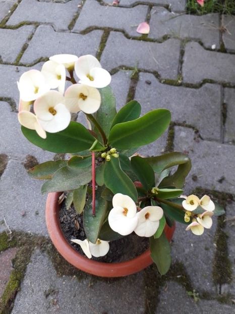  - euphorbia milli