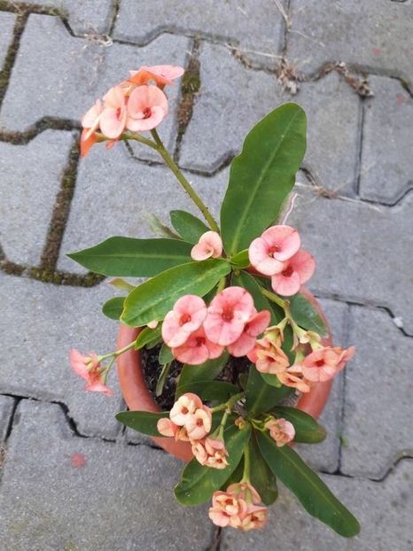  - euphorbia milli