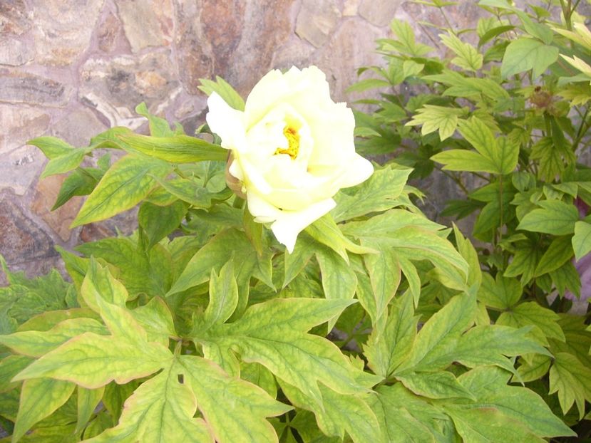 P1380902 - ANUL 2022