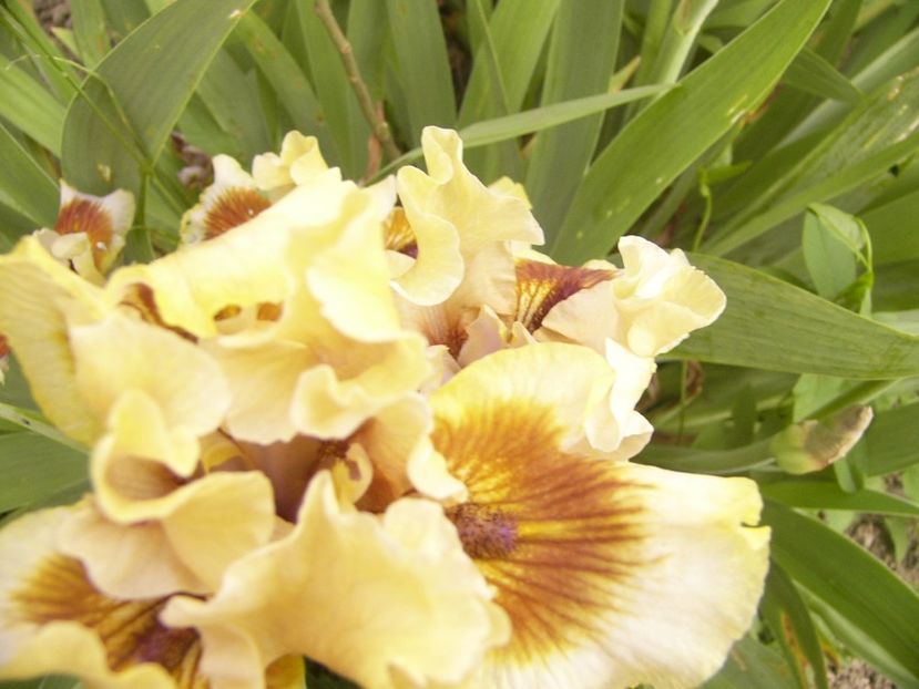 P1390086 - ANUL 2022