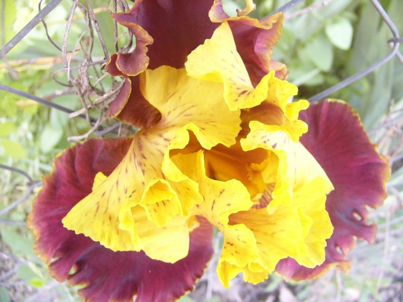 P1390138 - ANUL 2022