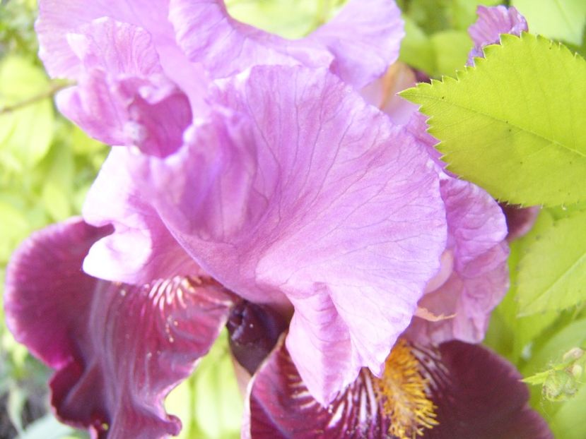 P1390141 - ANUL 2022