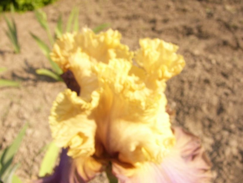 P1390151 - ANUL 2022