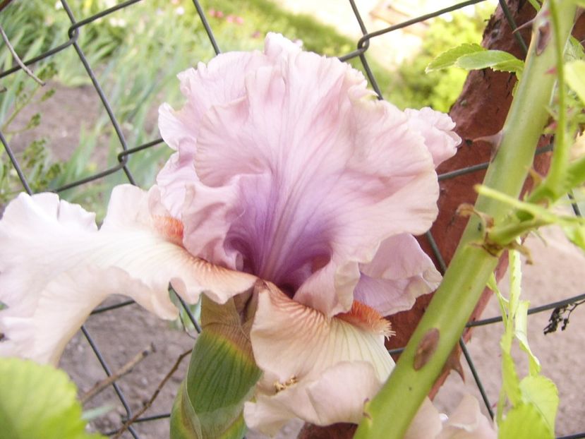 P1390198 - ANUL 2022