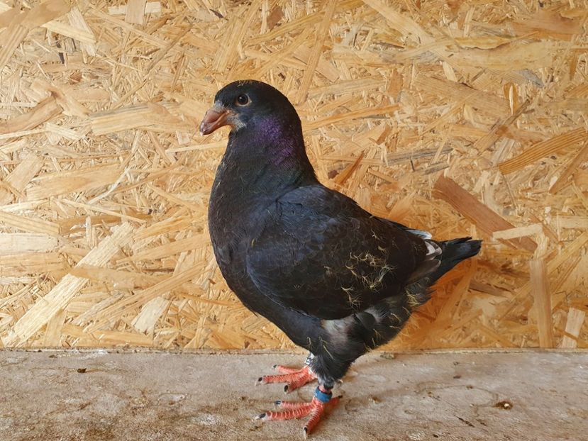 22 - 10313 - Pui 2022