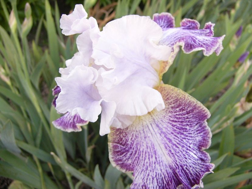 P1390250 - ANUL 2022