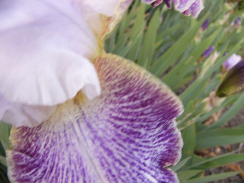 P1390251 - ANUL 2022