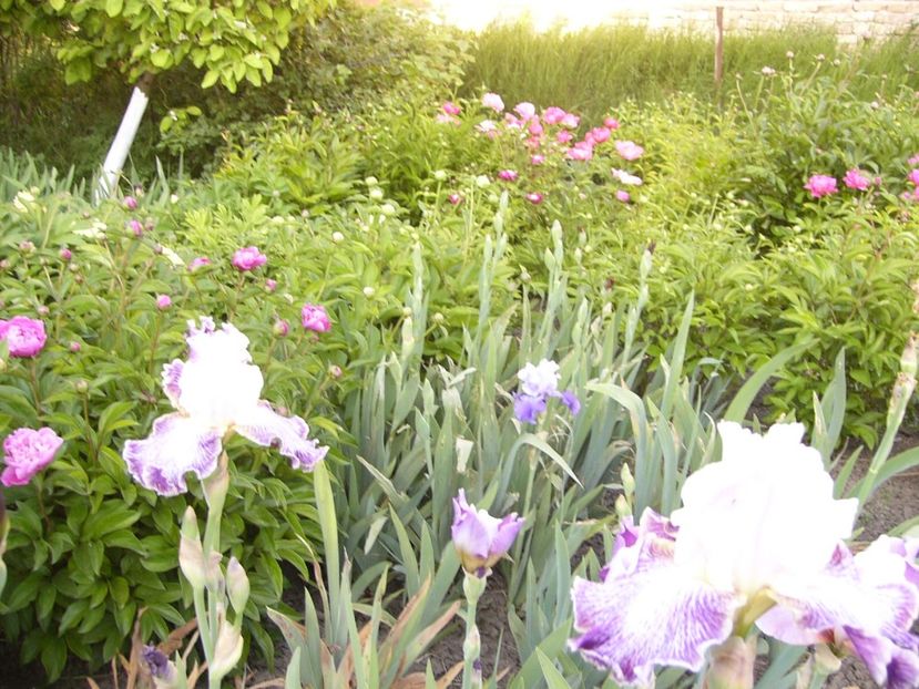 P1390252 - ANUL 2022