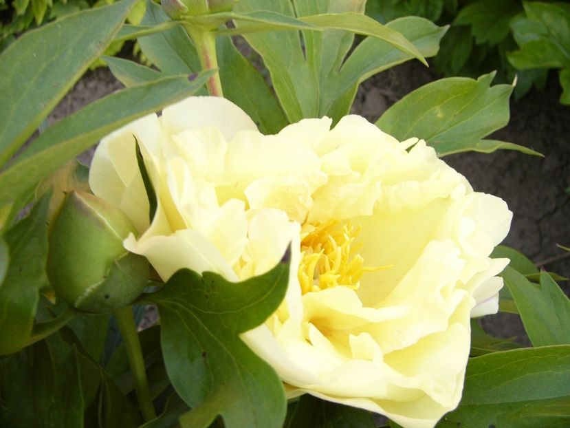 P1390255 - ANUL 2022